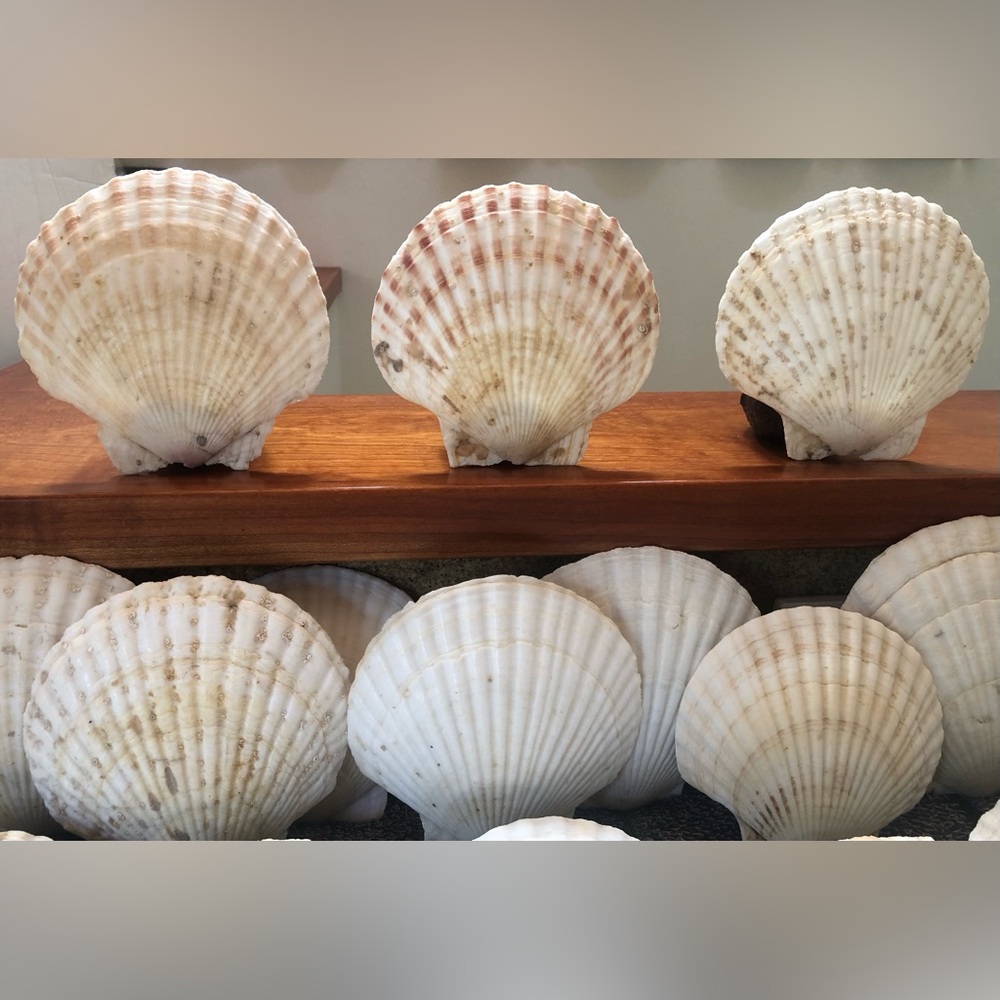 Natural Scallop Clam Shell Appetizer Plates (Luau, Seafood Party ) - Set Of 20 - Picture 5 of 17